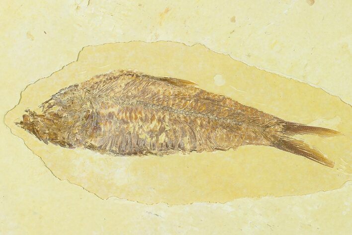 Detailed Fossil Fish (Knightia) - Wyoming #155496